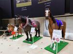 　ＪＲＡ競馬博物館の展示＝東京都府中市