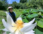 自然体験観察園で咲き誇るハス＝４日、大阪市鶴見区の花博記念公園鶴見緑地