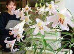 甘い香りを漂わせる宙ユリ＝２１日、湯梨浜町藤津の東郷湖羽合臨海公園あやめ池スポーツセンター