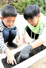 慎重な手つきで種を植える児童ら
