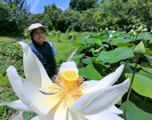 自然体験観察園で咲き誇るハス＝４日、大阪市鶴見区の花博記念公園鶴見緑地