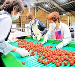 特産のミニトマトを選果するスタッフ＝２日、琴浦町箆津のＪＡ鳥取中央琴浦ミニトマト選果場