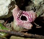 　鹿児島県・徳之島の固有種で、臭いにおいを出すトクノシマカンアオイの花（奥山雄大氏提供）