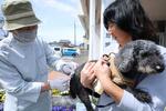 　狂犬病の集団注射の様子＝２０２４年４月、群馬県安中市