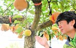 ４品種の赤梨が実る「ふしぎなナシの木」に実った青梨＝１０月２７日、倉吉市の鳥取二十世紀梨記念館なしっこ館