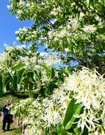 満開となったナンジャモンジャの花