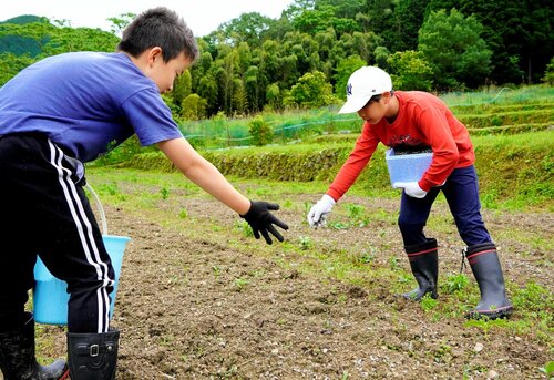 遊休農地にヒマワリの種をまく子どもたち