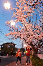ちょうちんがともった桜並木を見て楽しむ子どもたち＝３０日、倉吉市南昭和町