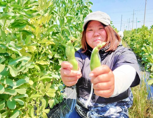 「河内一寸空豆」を収穫する川崎さん