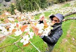 満開になった花一つ一つに筆で花粉をつける寺地さん＝１１日、鳥取県湯梨浜町宮内