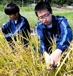 手作りの石包丁で稲穂を集める生徒ら