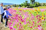季節外れのヒマワリとコスモスとの共演を満喫する見物客＝９日、豊岡市日高町上郷