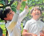 梨の袋かけに挑戦する児童