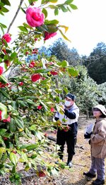咲き誇るツバキを足を止めて見入る来場者ら＝９日、琴浦町別所の椿の森