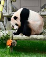 　カーネーションの花をかたどったニンジン（左下）などを贈られたジャイアントパンダの良浜＝１２日午前、和歌山県白浜町のアドベンチャーワールド