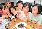 焙煎したコーヒー豆を興味深そうに眺める園児たち＝２８日、新温泉町諸寄