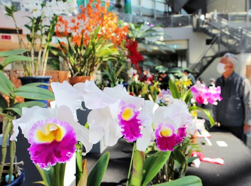 会場を彩る洋ランの力作＝１４日、大阪市鶴見区の咲くやこの花館