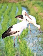 水田で餌を探すコウノトリ。岸田川下流域で多く目撃されている＝１８日、新温泉町戸田