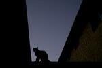 　ロサンゼルス近郊の街で夕暮れの中たたずむ猫＝２０１７年、ラ・アブラ（ＡＰ＝共同）