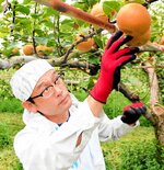 台風を前に梨を確認する生産者＝２７日、鳥取市上段