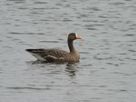 米子水鳥公園提供