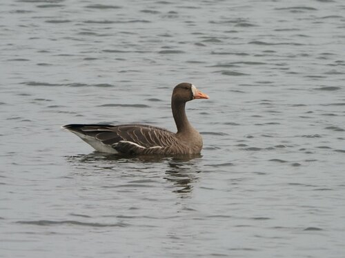 米子水鳥公園提供