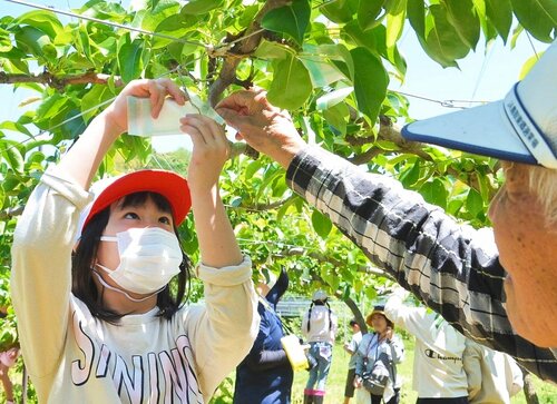 百年会のメンバーに教わりながら小袋かけに挑戦する児童＝１４日、湯梨浜町久見