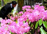 枝いっぱいの花で参拝客を迎えるホンシャクナゲ＝２４日、三朝町の三徳山