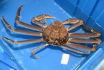 驚がくの１千万円で競り落とされた松葉ガニ