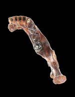 デニソワ人と特定された下顎の化石（海部陽介・東京大総合研究博物館教授提供）