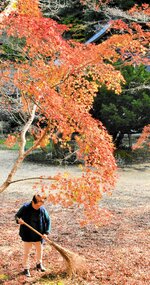 赤く染まった清徳寺の紅葉＝２２日、鳥取県八頭町清徳