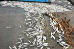 大量に死んでいるコノシロ＝２５日、湯梨浜町藤津