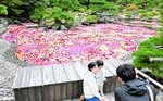 池に浮かぶダリアを背景に写真を撮る家族＝１４日、松江市八束町波入の由志園