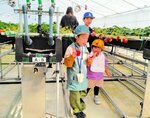 イチゴ狩りを楽しむ子どもたち