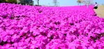 小高い丘に広がるシバザクラの〝花のじゅうたん〟＝１８日、湯梨浜町長和田