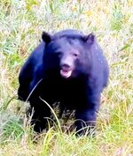 牛舎の近くで目撃されたツキノワグマ＝昨年１１月、香美町村岡区（田中畜産提供）