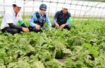 ハウス内で育つスイカの様子を確認する生産者ら＝２２日、北栄町妻波