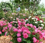 色とりどりのバラが咲き誇る園内＝２３日、鳥取県南部町のとっとり花回廊