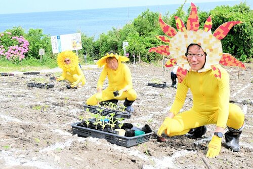 苗植え作業に汗を流す「ヒマワリの妖精」たち