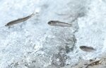 上流に向かって力強く跳ねる稚アユ＝１８日、鳥取県米子市吉岡の日野川
