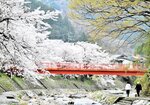 春来川沿いの遊歩道を覆うように張り出した桜＝１０日、新温泉町の湯村温泉