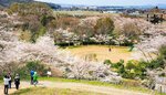 桜が見頃を迎えた公園を望みながら向山丘陵を散策する参加者ら