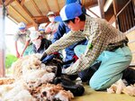 羊の毛刈りをする生徒ら＝８日、倉吉市国府の倉吉農高嵐が丘牧場