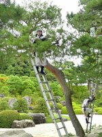 古い松葉を丁寧に摘み取る庭師＝１８日、島根県安来市古川町の足立美術館