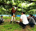 体験会参加者に梨の袋かけを実演する生産者＝９日、八頭町徳丸の梨園（県八頭事務所提供）