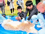 電動バリカンを使ってヒツジの毛を刈る子ども＝２９日、新温泉町丹土の県立但馬牧場公園