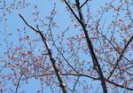 　北海道網走市で開花したエゾヤマザクラ＝８日午前（網走地方気象台提供）