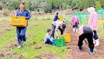 収穫したサトイモを運ぶ上田さん（左）