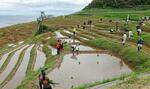 　石川県輪島市の「白米千枚田」で行われた田植え＝１０日午前