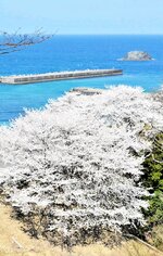 春の陽光を浴びて輝く桜。海の青さを背景に、峠を行き交う旅人を和ませる＝７日、新温泉町居組